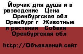 Йорчик для души и в рвзведение › Цена ­ 6 000 - Оренбургская обл., Оренбург г. Животные и растения » Собаки   . Оренбургская обл.